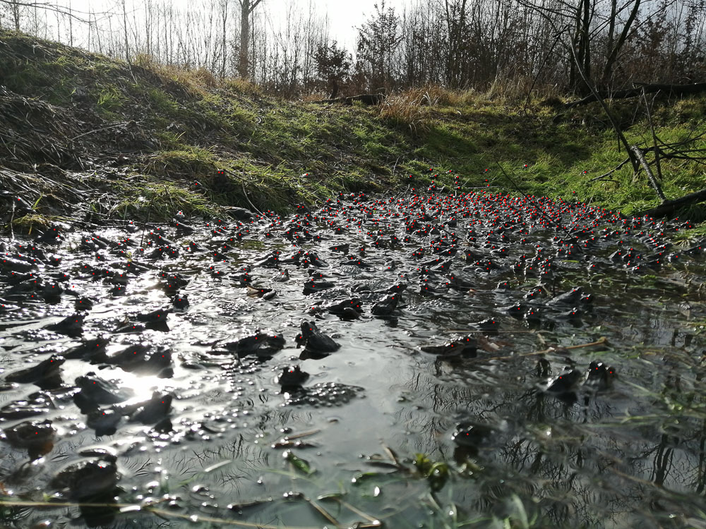 Comptage de Grenouilles rousses (Rana temporaria) dans une mare forestière. 723 individus dénombrés à partir d'un comptage photo.