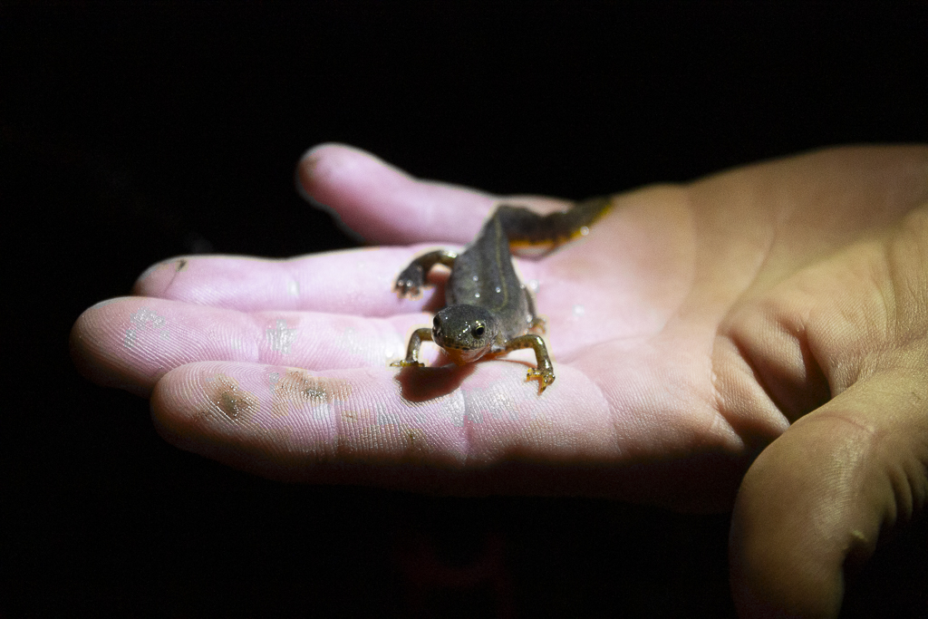 Triton alpestre (Ichthyosaura alpestris)