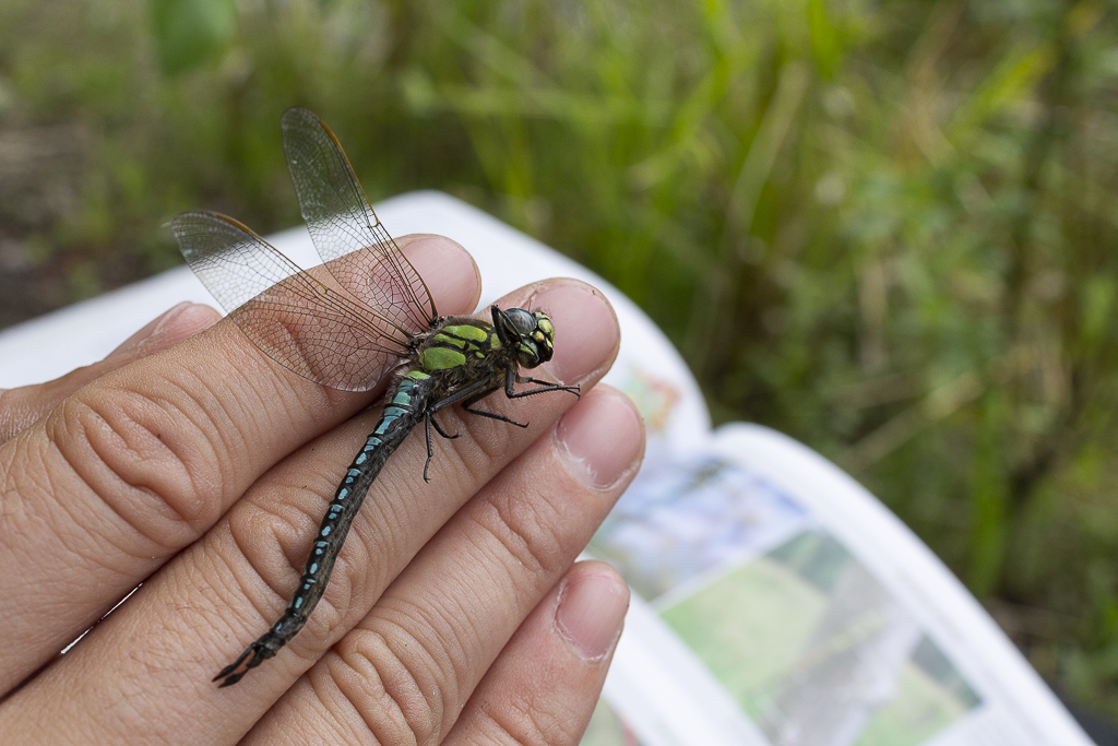 Aeschne printanière (Brachytron pratense)