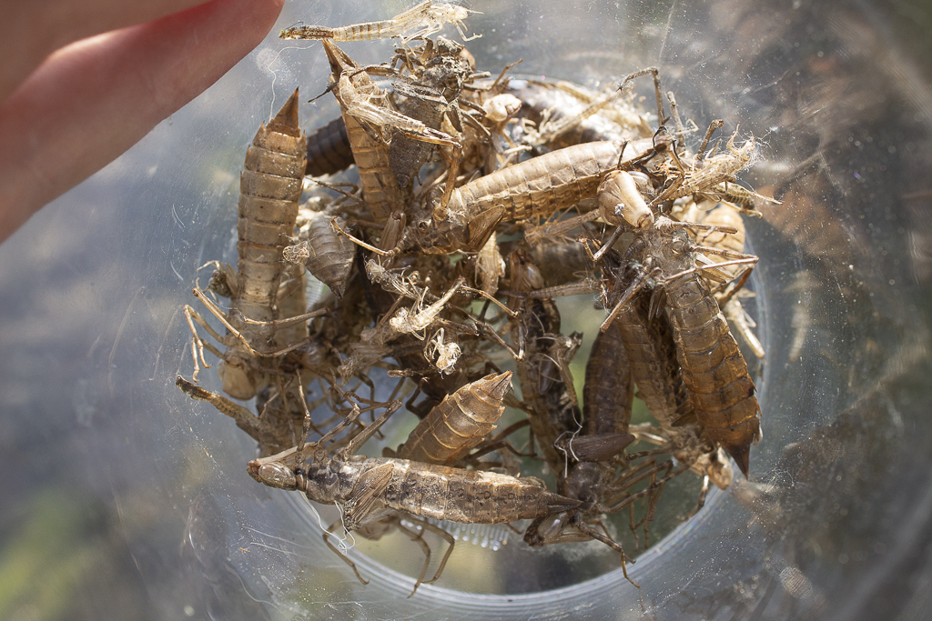 Collecte d'exuvies en vue d'une détermination des espèces présentes sur un site naturel.