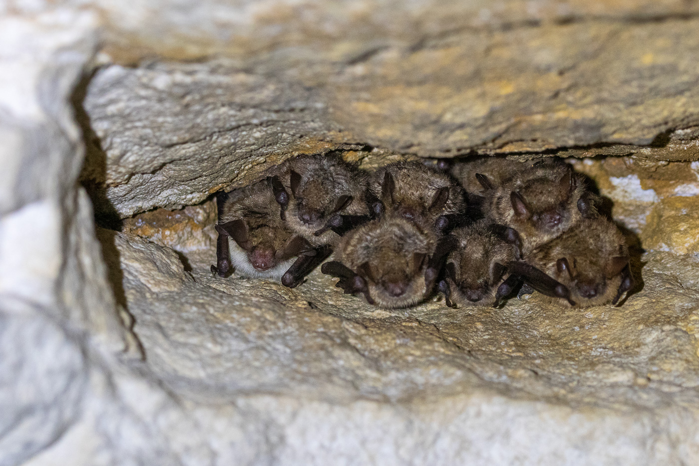 Murin de Bechstein (Myotis bechsteinii) au milieu des Murins à oreilles échancrées (Myotis emarginatus). Photographie réalisée lors d'un suivi scientifique sur des sites de grand intérêt pour les chiroptères.