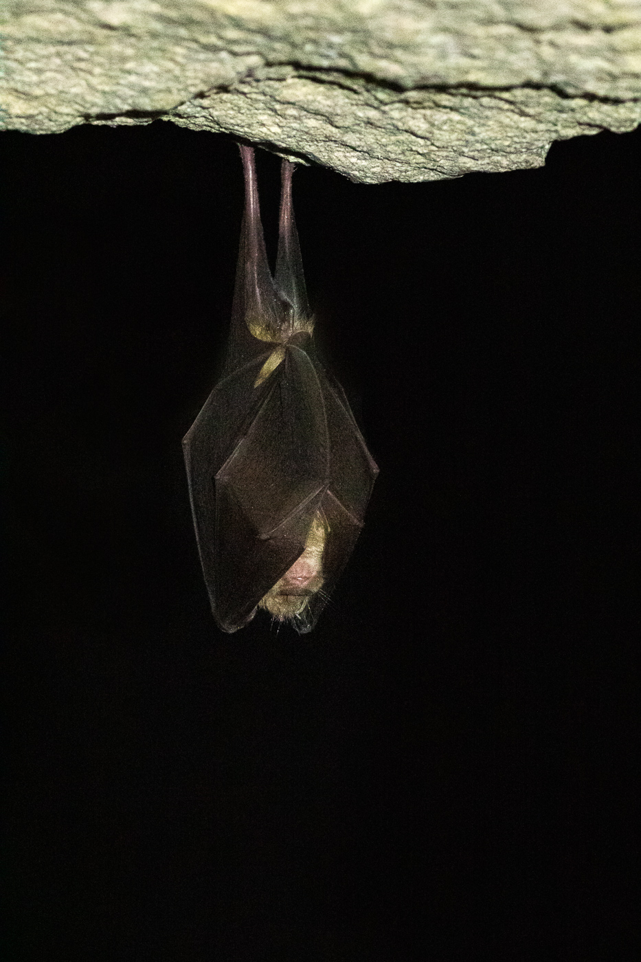 Grand rhinolophe (Rhinolophus ferrumequinum).
Photographie réalisée lors d'un suivi scientifique dans des sites souterrains de grand intérêt pour les chiroptères.