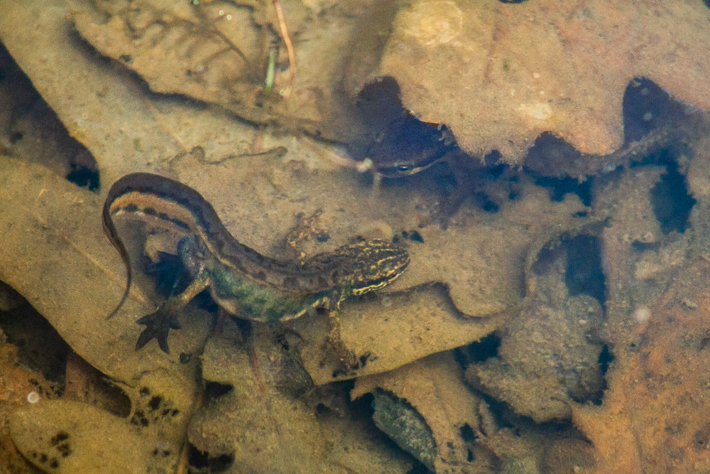 Parade d'un mâle de Triton palmé (Lissotriton helveticus) devant une femelle cachée sous les feuilles.