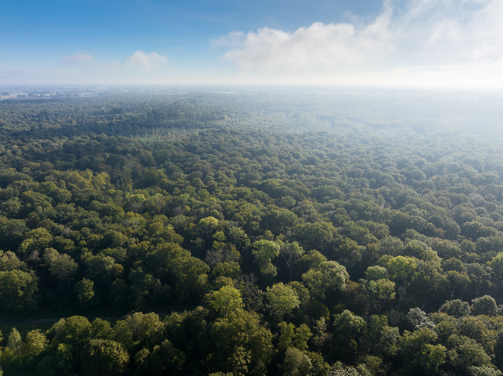 Forêt de Marchiennes - Nord