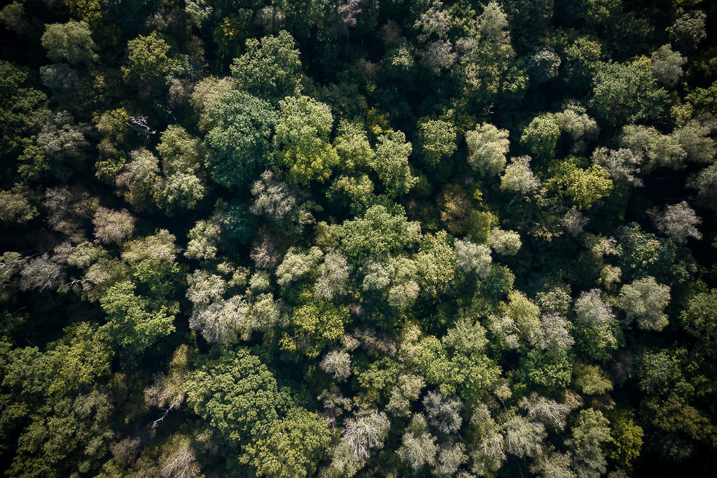Foret_nord_M3PRO